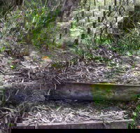 Tea Tree Falls Walking Track - Accommodation Georgetown