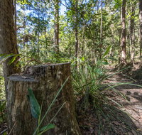 Thylogale Track - Accommodation Georgetown