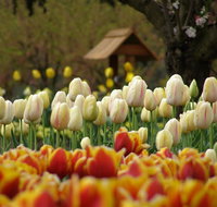 Tulip Top Gardens