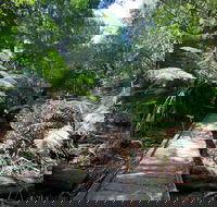 Wirrawilla Rainforest Walk - Accommodation Georgetown