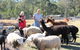 Haigslea EWE Nique Hobby Farm - thumb 0