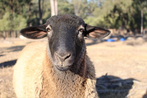 Haigslea EWE Nique Hobby Farm - Accommodation Georgetown 2