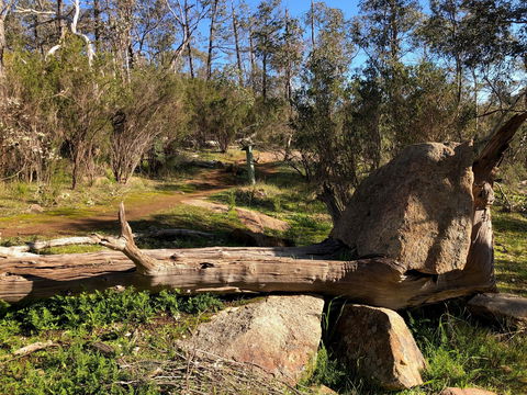 Pine Gully Nature Trail - Accommodation Georgetown 1