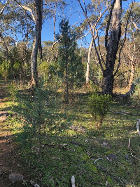 Pine Gully Nature Trail - Accommodation Georgetown 2