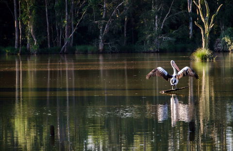 Seaham Swamp Nature Reserve - Accommodation Georgetown 0