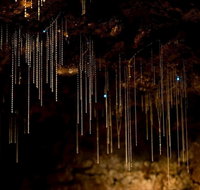 Tamborine Mountain Glow Worm Tours - Accommodation Georgetown