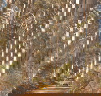 The Great Forest Trees Drive - Accommodation Georgetown