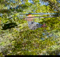 TreeTop Crazy Rider - Accommodation Georgetown