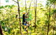 TreeTop Challenge - thumb 1