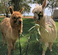 Visit an alpaca farm and get up and personal with these gentle and unique animals - Accommodation Georgetown