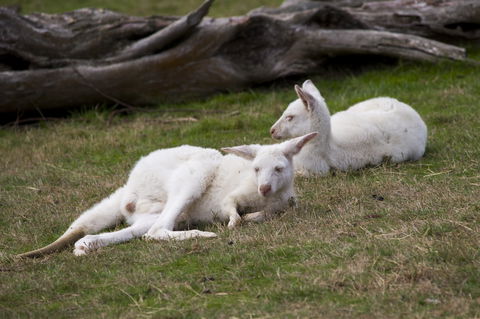 Yarra Valley Nocturnal Zoo - Accommodation Georgetown 0