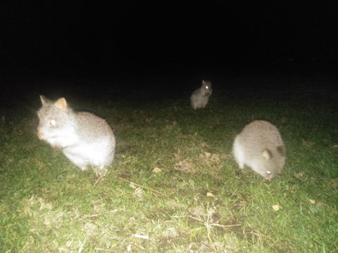 Yarra Valley Nocturnal Zoo - Accommodation Georgetown 2