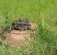 Brocks Creek Chinatown and Temple Site - Accommodation Georgetown