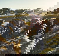 Hinterland Full Day Self Drive Tour - Accommodation Georgetown