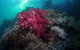 Luncheon Bay Dive Site - thumb 0