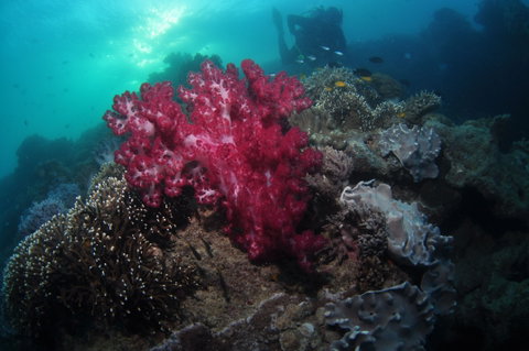 Luncheon Bay Dive Site - Accommodation Georgetown 0