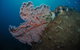 Luncheon Bay Dive Site - thumb 1
