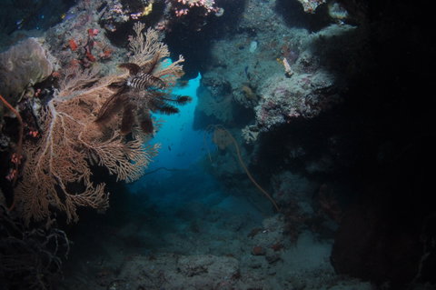 Luncheon Bay Dive Site - Accommodation Georgetown 2