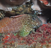 Nine Mile Reef Dive Site - Accommodation Georgetown