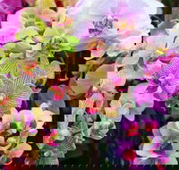Tinonee Orchid Nursery - Accommodation Georgetown