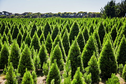 Christmas Tree Farm - Accommodation Georgetown 0