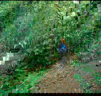 Mount Cougal Springbrook National Park - Accommodation Georgetown