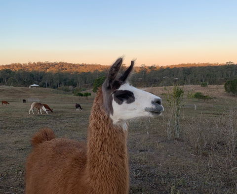 The Llama Farm - Accommodation Georgetown 0