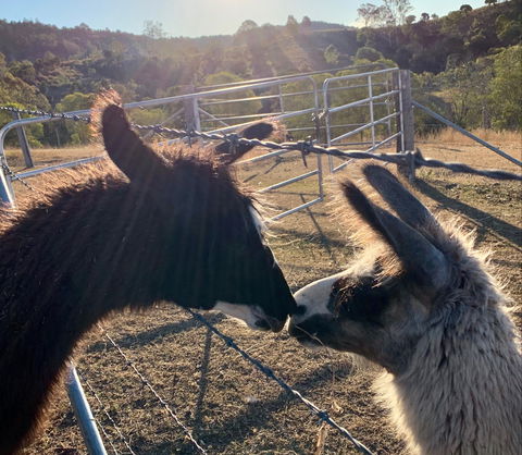 The Llama Farm - Accommodation Georgetown 1