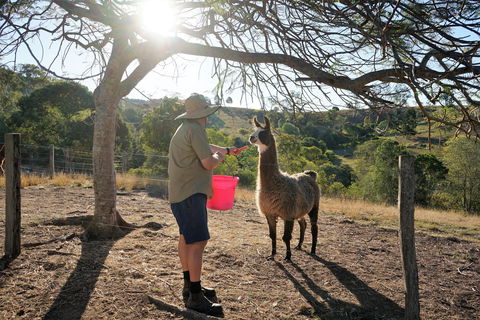 The Llama Farm - Accommodation Georgetown 2