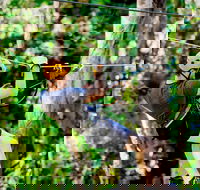 TreeTop Challenge Currumbin Wildlife Sanctuary - Accommodation Georgetown