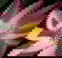 Wallis Creek Water Garden - Accommodation Georgetown