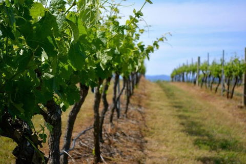Hunter Valley Wine Tour Ex Newcastle Incl Lunch, Cheese, Chocolate & Distillery - Accommodation Georgetown 9