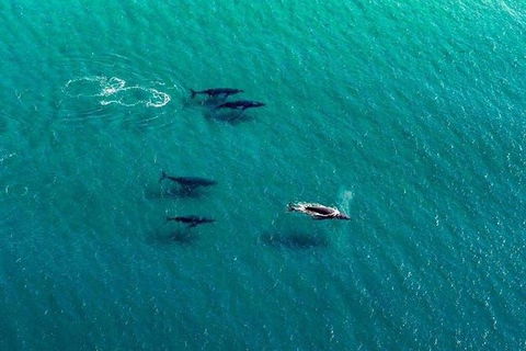 40-45 Minute Port Stephens And Stockton Beach Helicopter Flight - For 2 - Accommodation Georgetown 5