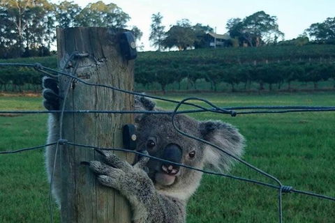 The Secret Vines Experience Port Macquarie - Accommodation Georgetown 1