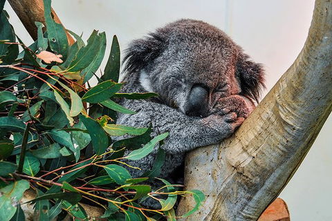 Blue Mountains Highlights & Wildlife Park - Accommodation Georgetown 1