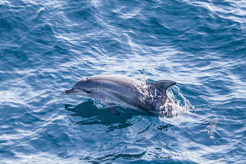 All Inclusive Dolphin And Tangalooma Wrecks Cruise - Accommodation Georgetown 5