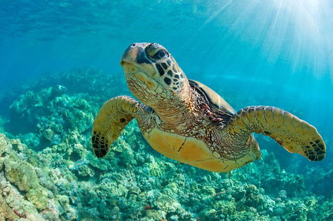 All Inclusive Dolphin And Tangalooma Wrecks Cruise - Accommodation Georgetown 6