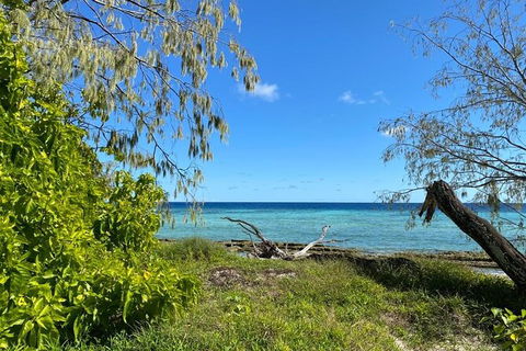 Lady Musgrave Day Trip From Bundaberg Including Snorkeling, Glass Bottom Tour And Guided Island Walk - Accommodation Georgetown 6