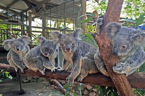 Cairns 2-Day Combo: Great Barrier Reef Cruise And Kuranda - Accommodation Georgetown 6