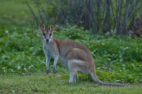 Cairns 4WD Waterfall And Rainforest Tour Including Kuranda Scenic Railway - Accommodation Georgetown 7