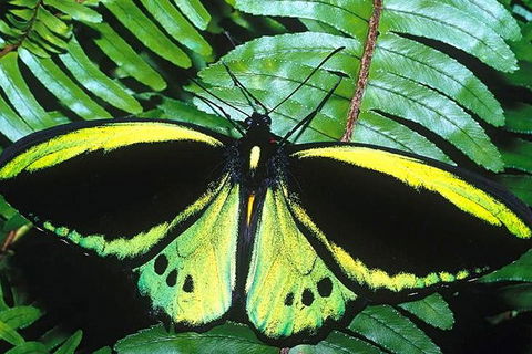 Cairns 4WD Waterfall And Rainforest Tour Including Kuranda Scenic Railway - Accommodation Georgetown 1