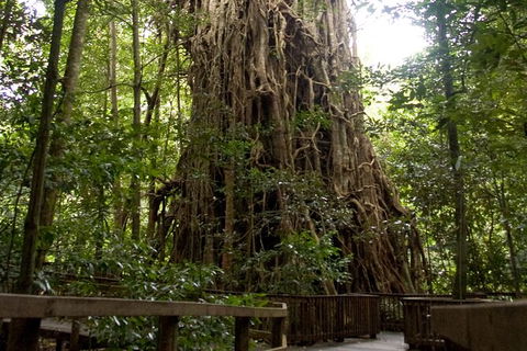 Cairns 4WD Waterfall And Rainforest Tour Including Kuranda Scenic Railway - Accommodation Georgetown 5