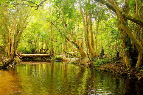 Cairns 4WD Waterfall And Rainforest Tour Including Kuranda Scenic Railway - Accommodation Georgetown 9