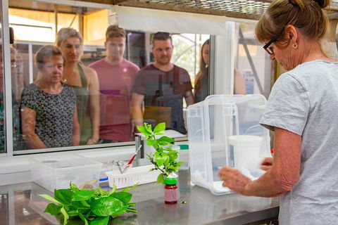 Australian Butterfly Sanctuary - Accommodation Georgetown 6