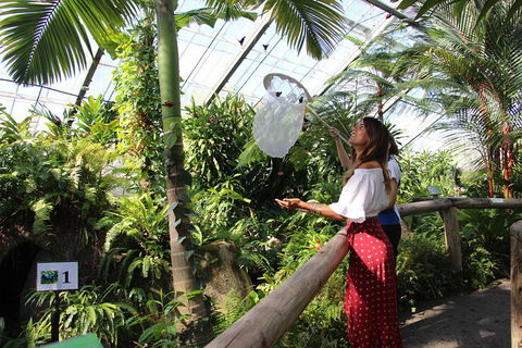 Australian Butterfly Sanctuary - Accommodation Georgetown 2