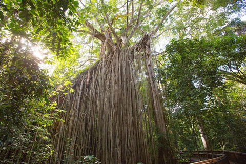 Cairns Adventure Package- 4 Tours In 3 Days! - Accommodation Georgetown 2