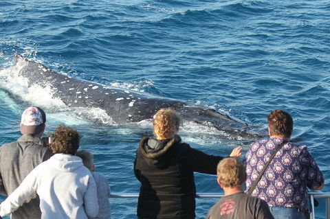 Half-Day Whale Watching In Urangan - Accommodation Georgetown 5
