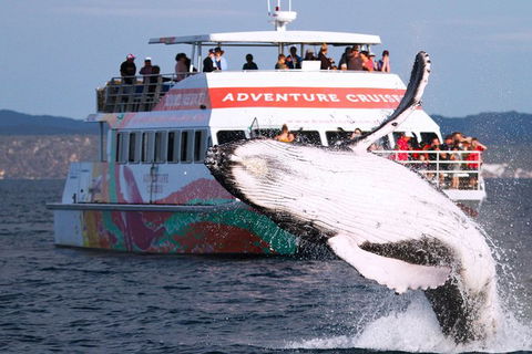 Half-Day Whale Watching In Urangan - Accommodation Georgetown 0