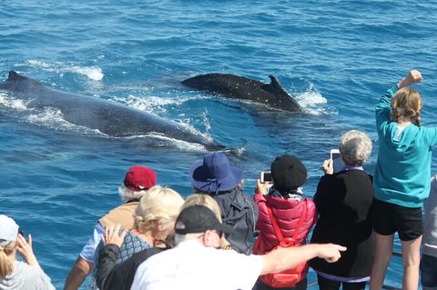 Half-Day Whale Watching In Urangan - Accommodation Georgetown 4