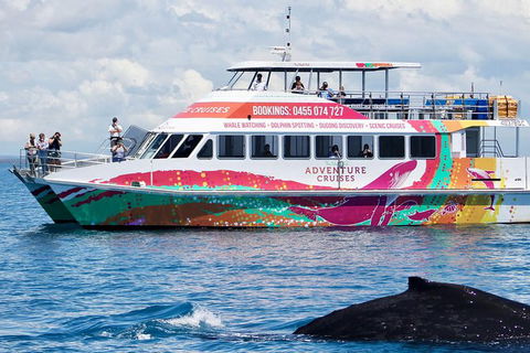 Half-Day Whale Watching In Urangan - Accommodation Georgetown 1